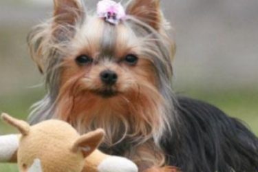 Yorkshire terrier has the IQ of a man in years