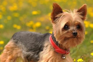 Does Yorkshire terrier lose hair