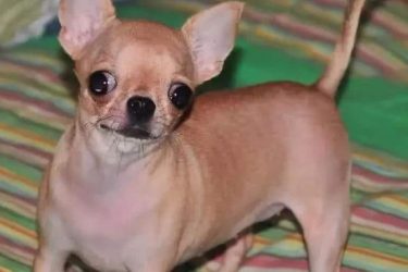 How soon a Chihuahua accepts a new owner