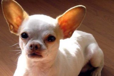 What kind of dog food do Chihuahuas eat