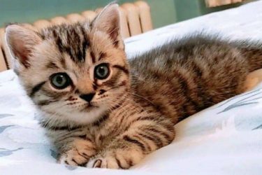 American shorthair cats love their owners’ behavior