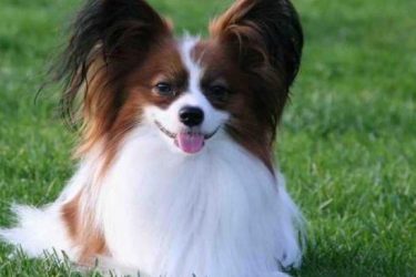 How big a papillon can grow