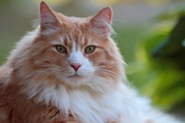 How are Norwegian forest cats trained