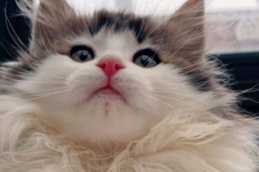 How much is a Norwegian forest cat? Why is it so expensive