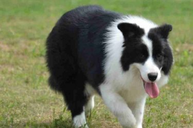 How smart Border Collie are