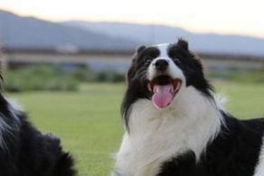 Border collies love his owner’s behavior