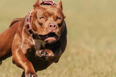 Is it safe to keep American Pit Bull Terrier