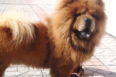 Advantages and disadvantages of Chow Chow