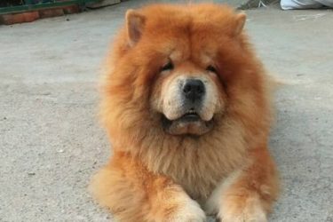 Why are Chow Chow faithful