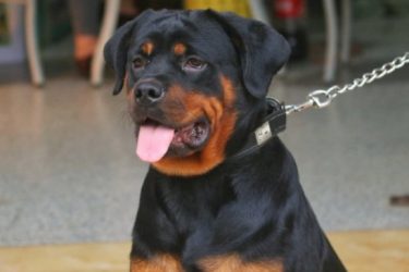 What’s the Rottweiler’s personality at all stages