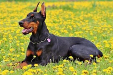 The Seven taboos of owning a Doberman