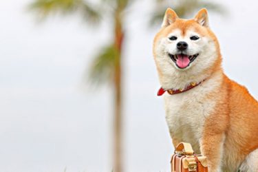 Is the Shiba Inu intelligent?