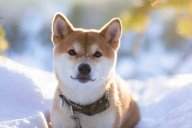 How many years Shiba inu life generally