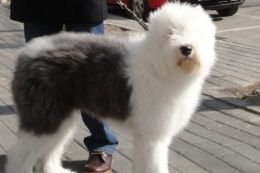 What food does the Old English Sheepdog eat